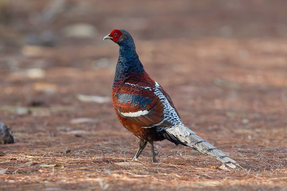 ไก่ฟ้าหางลายขวาง Mrs. Hume's Pheasant Birds of Thailand Siam Avifauna